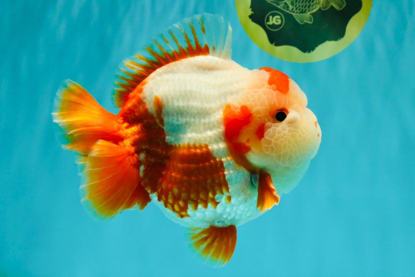 BULLDOG AAA Grade Red White Yuanbao Male 6 inches #070326YB_02