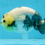 A Grade Chinese Cow Ranchu Male 4.5-5 inches #110725RC_13
