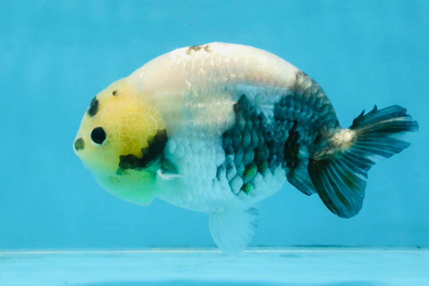 A Grade Chinese Cow Ranchu Male 4.5-5 inches #110725RC_13