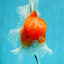 GODZILLA AAA Grade Butterfly Tail Red White Sakura Oranda Male 5.5 inches #1004OR_20