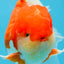 A Grade Red White Oranda Male 5.5-6 inches #080825OR_17