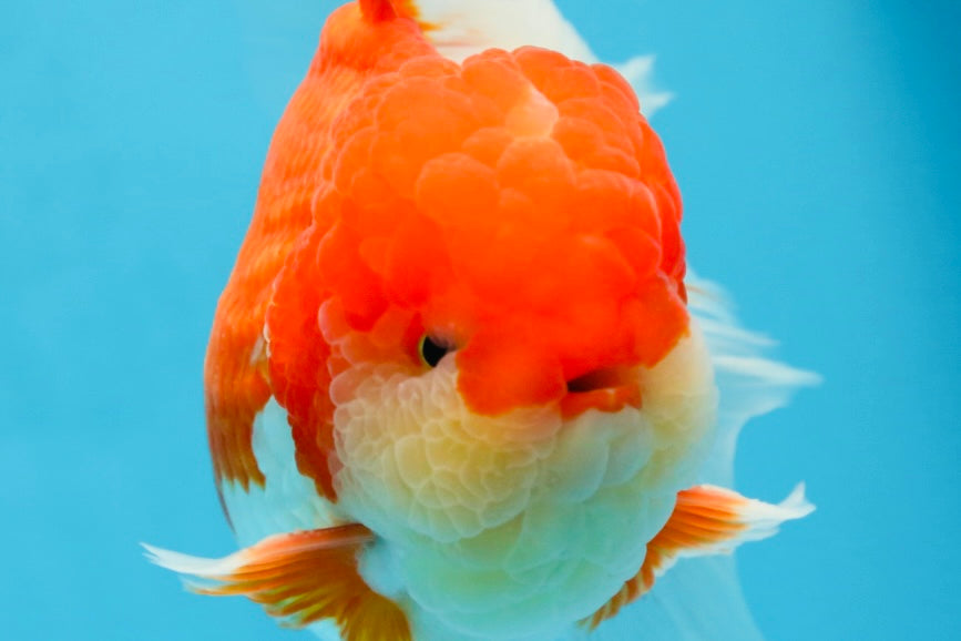 A Grade Red White Oranda Male 5.5-6 inches #080825OR_17