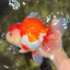 SUPER WEN A Grade Red White Oranda Female 7.5 inches #040326OR_23