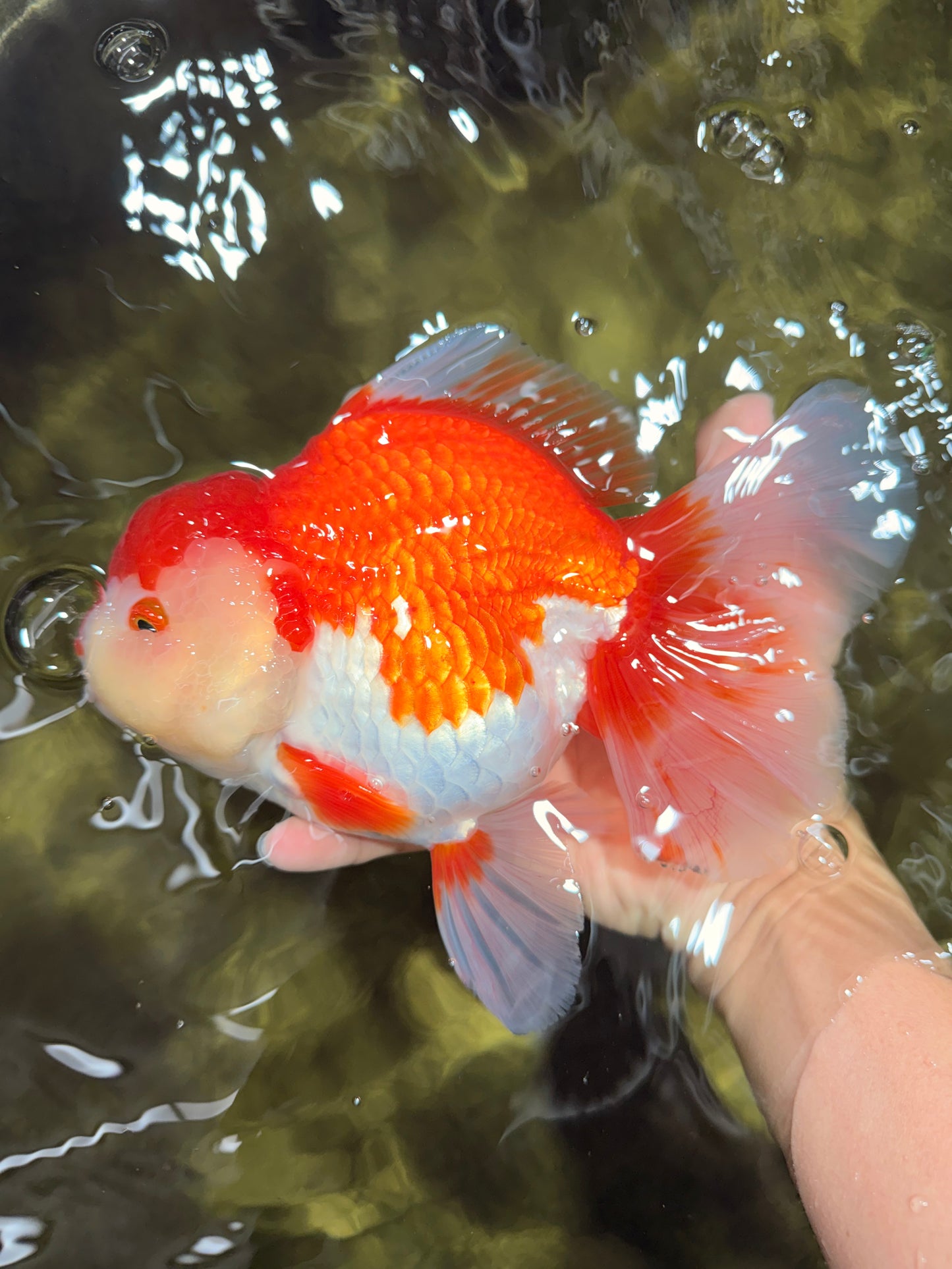 SUPER WEN A Grade Red White Oranda Female 7.5 inches #040326OR_23