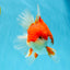 JUMBO AAA Grade Red White Oranda Female 6.5 inches #032726OR_06