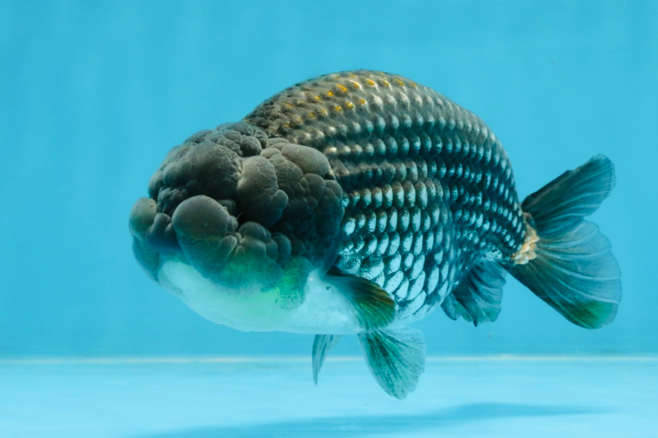 Blue LionChu Male 5 inches #103125LC_15