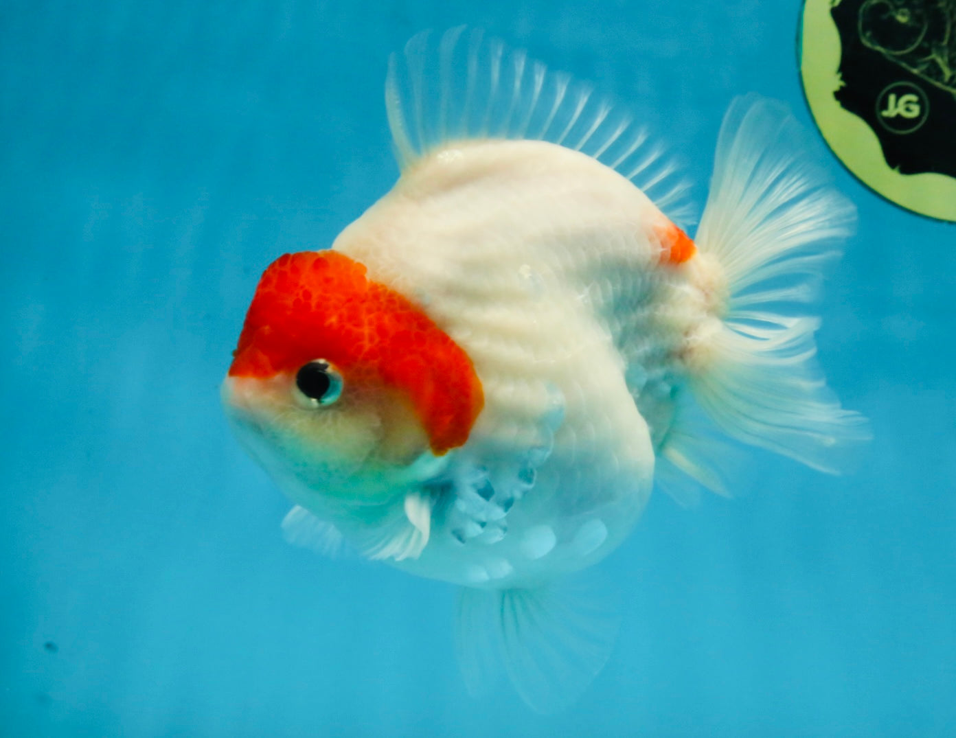 MARIO AAA Grade Red White Yuanbao Female 5 inches #121225YB_02