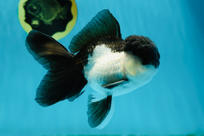 A Grade Panda Oranda Male 4.5-5 inches #010325OR_09