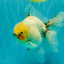 A Grade Marble Oranda Male 5.5-6 inches #062626OR_31