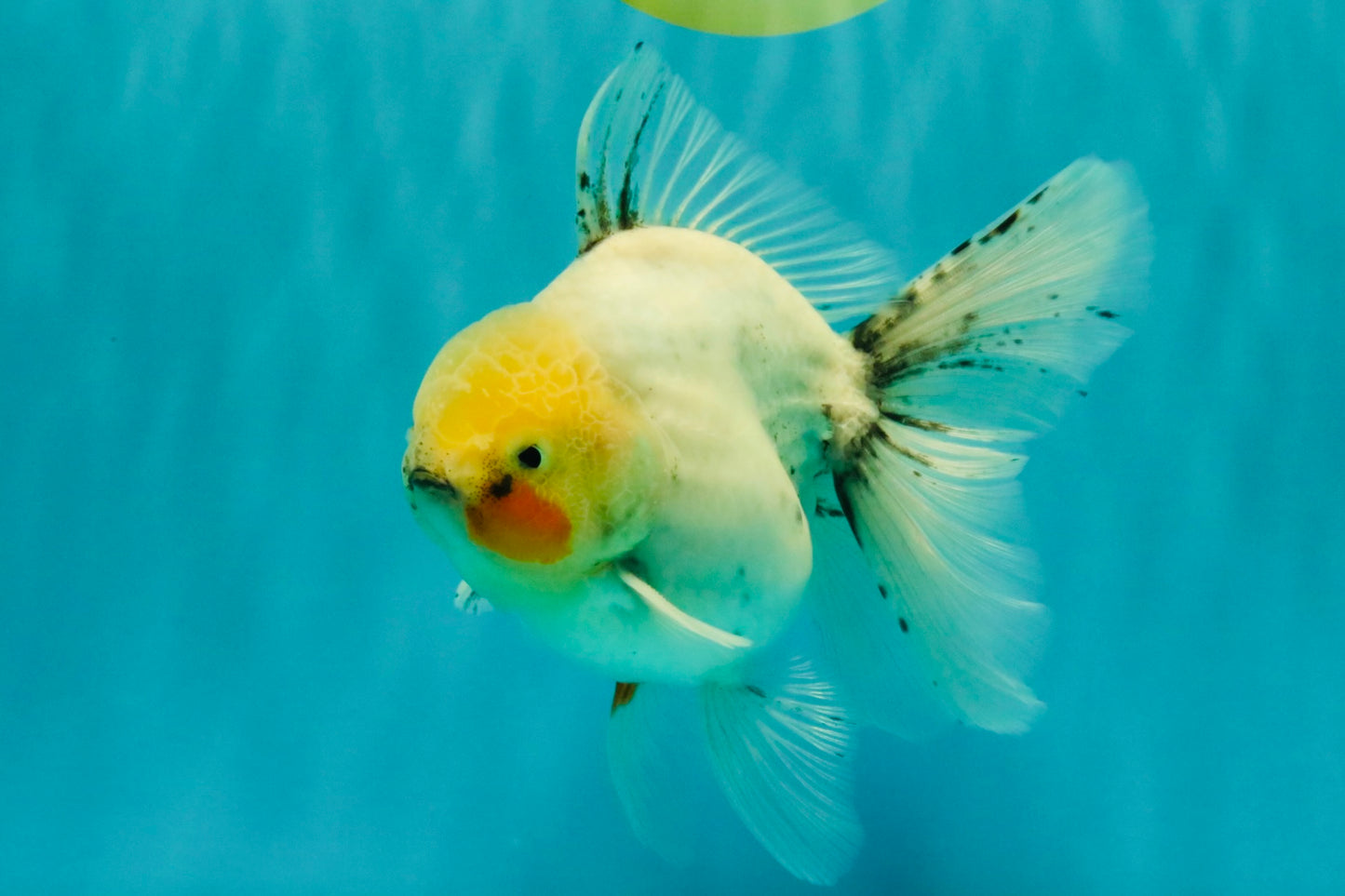 A Grade Marble Oranda Male 5.5-6 inches #062626OR_31