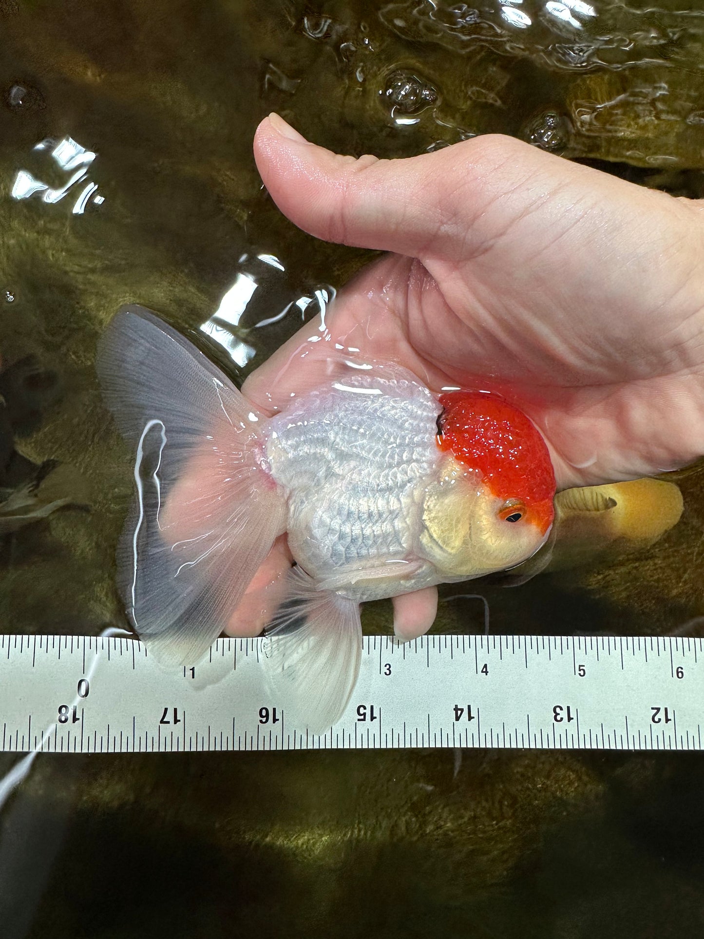A Grade Super Cute Red Cap Oranda Male 4.5-5 inches #053025OR_22