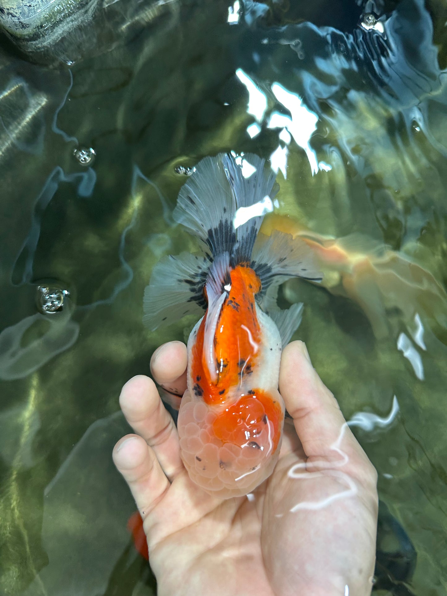 A Grade Calico Oranda Male 5 inches #060625OR_20