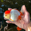 Red White Oranda Female 5-5.5 inches #110824OR_06