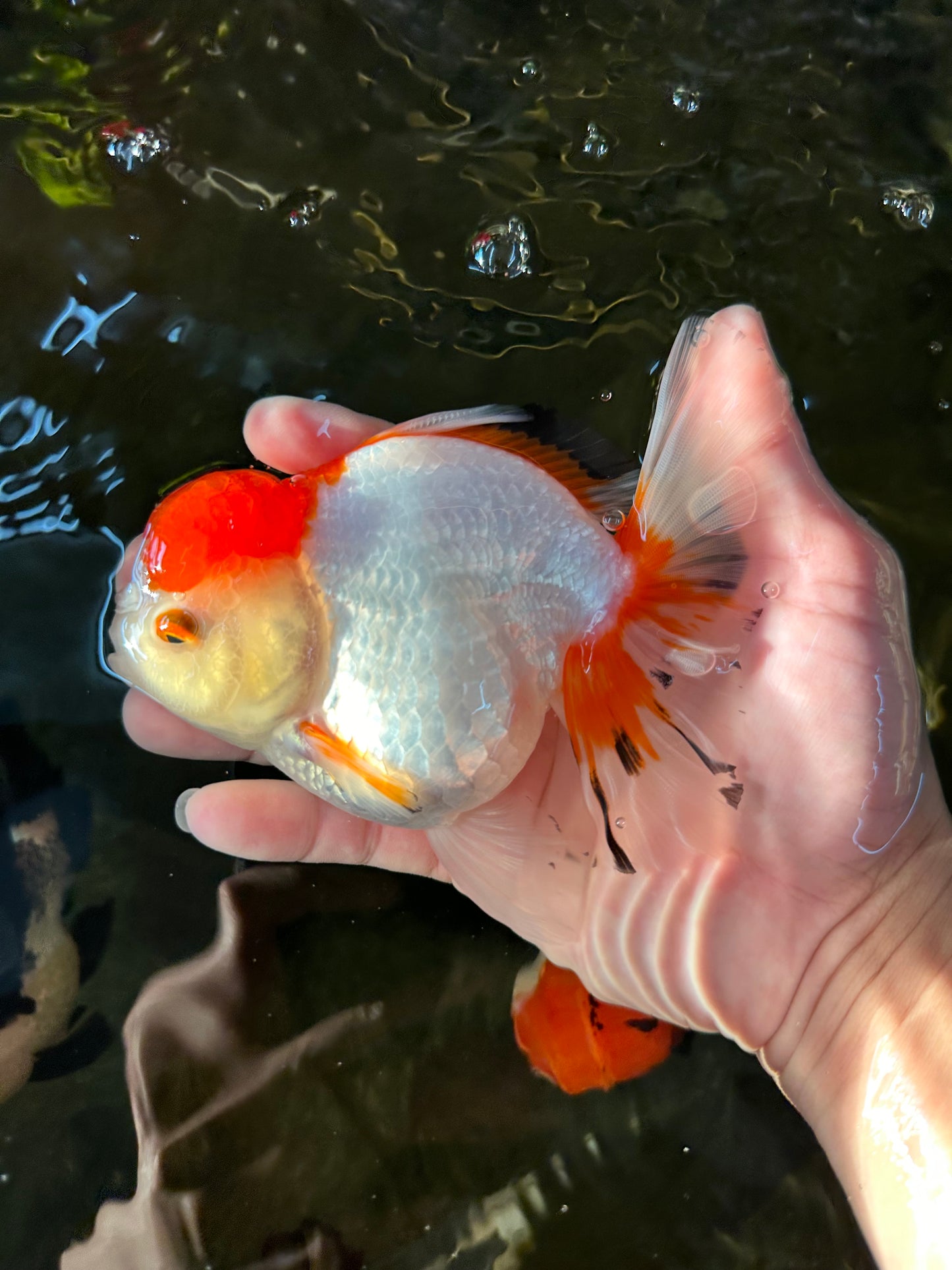 Red White Oranda Female 5-5.5 inches #110824OR_06