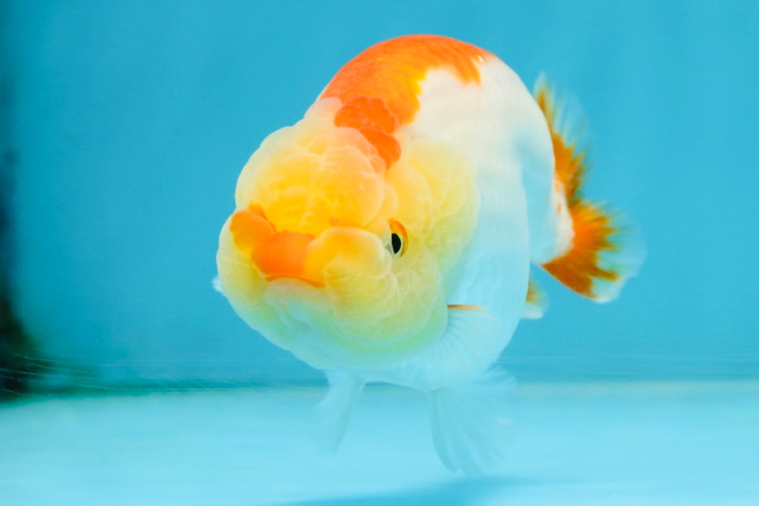 A Grade Young Red White LionQueen 4 inches #101025LC_03