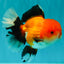 BULLDOG AAA Grade Tricolor Oranda Male 5.5-6 inches #071026OR_30