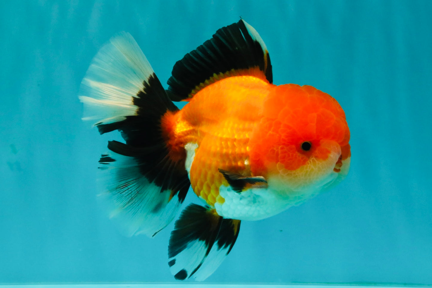 BULLDOG AAA Grade Tricolor Oranda Male 5.5-6 inches #071026OR_30