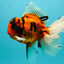 A Grade Broatail Tiger Oranda Male 7.5 inches #100926OR_08