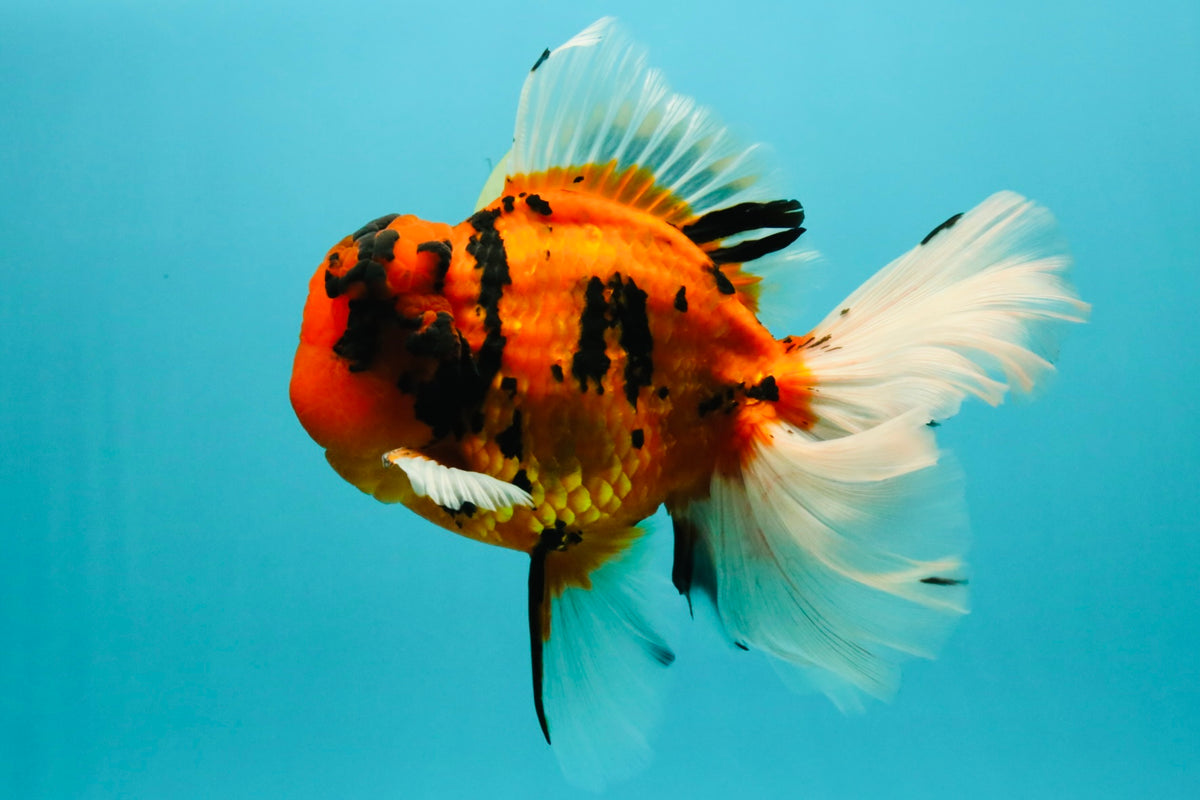 A Grade Broatail Tiger Oranda Male 7.5 inches #100926OR_08