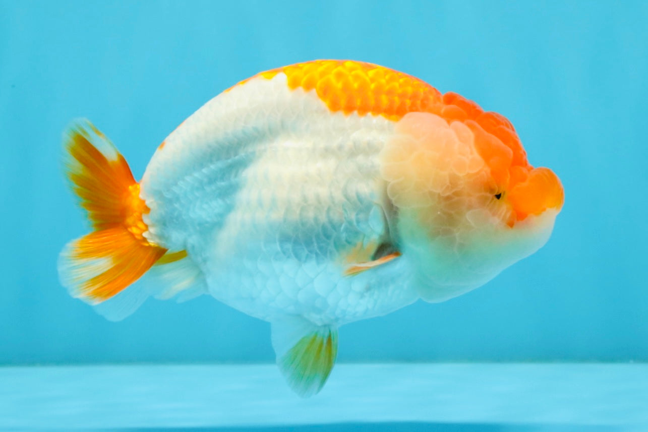 A Grade Red White LionQueen 4.5-5 inches #032726LC_19