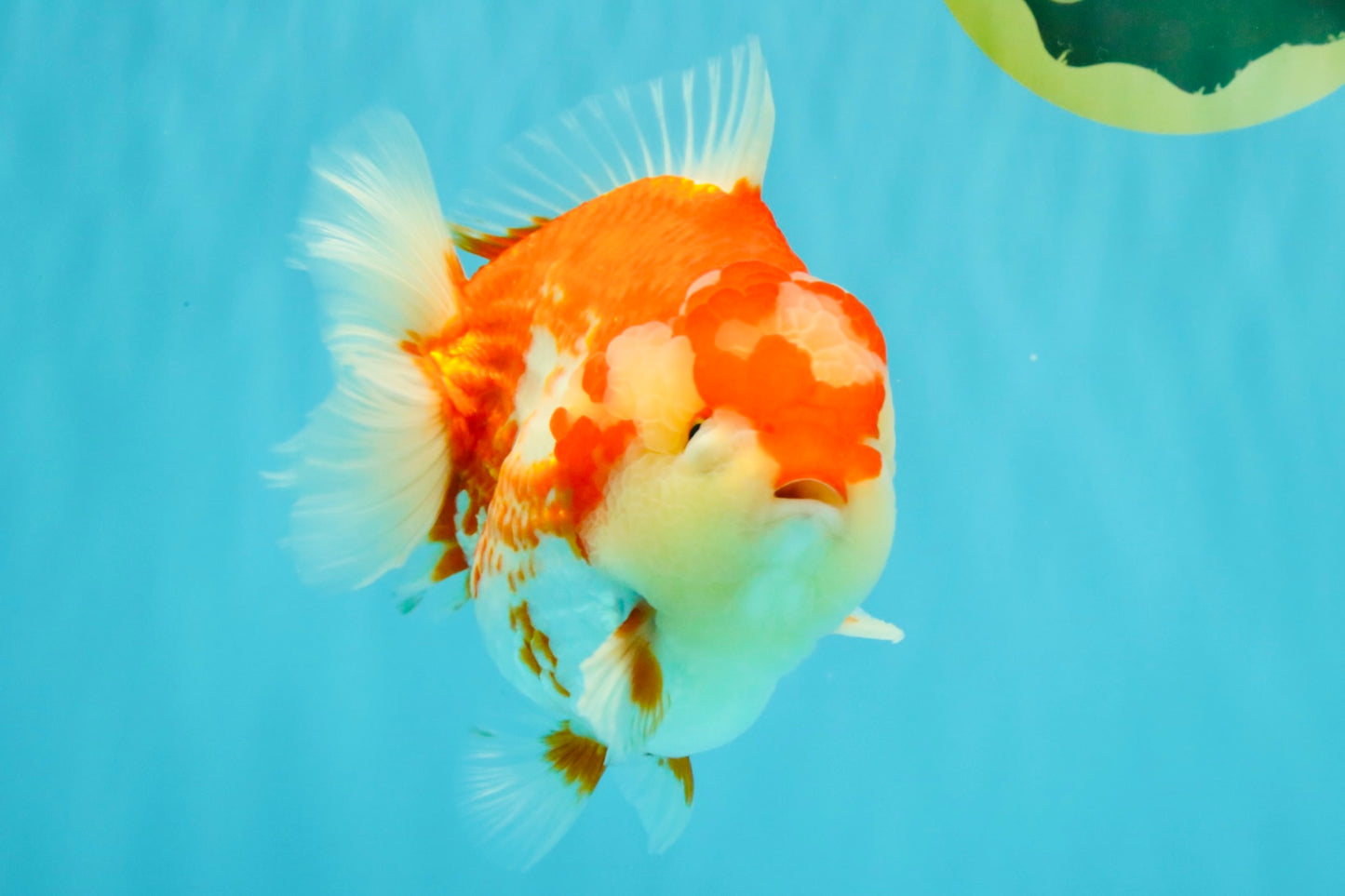 JUMBO A Grade Red White Yuanbao Male 5.5-6 inches #032026YB_22