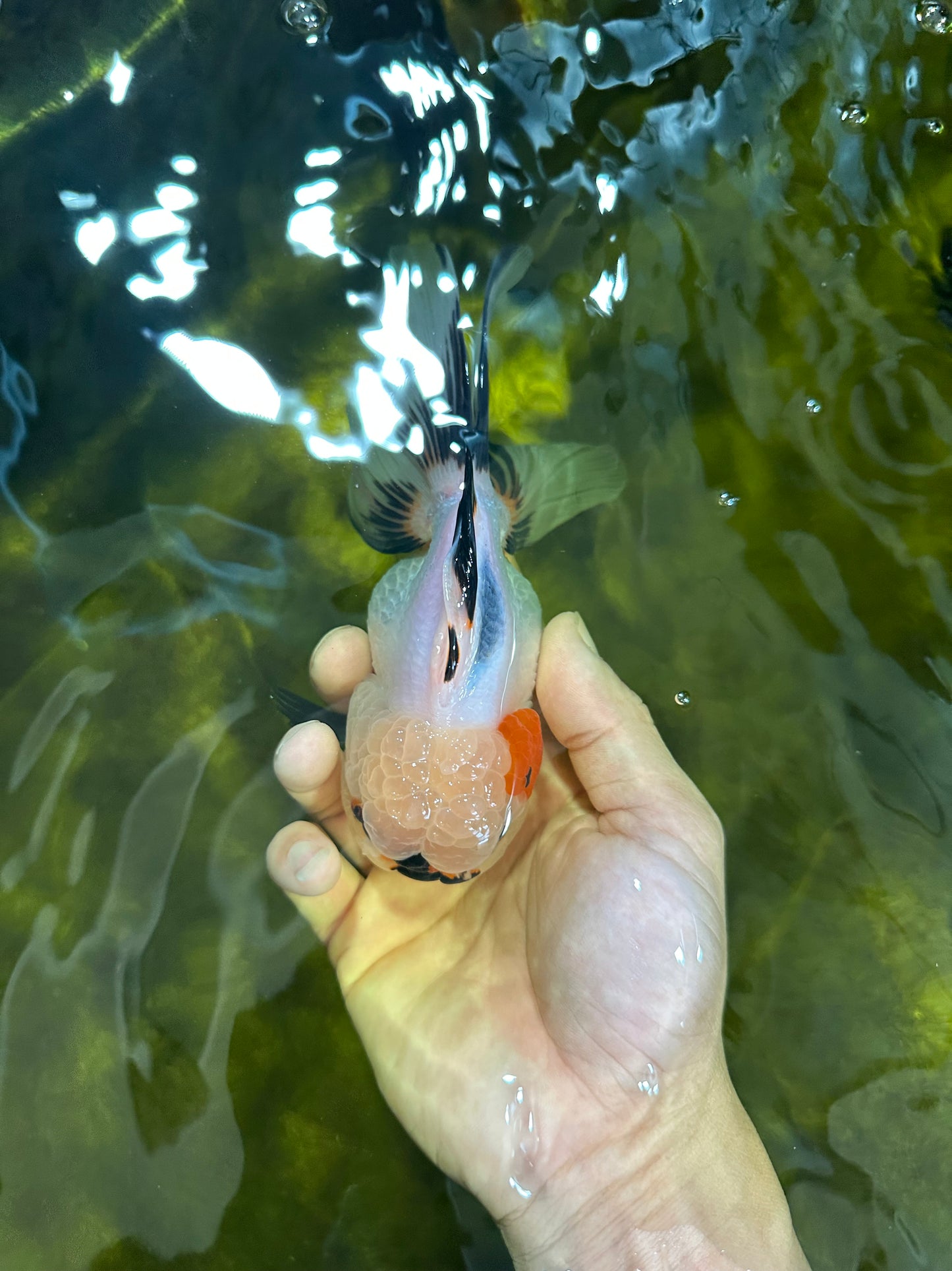 Tricolor Oranda Female 5.5 inches #100325OR_15