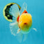 AAA Grade Sakura Oranda Male 4.5 inches #050925OR_52