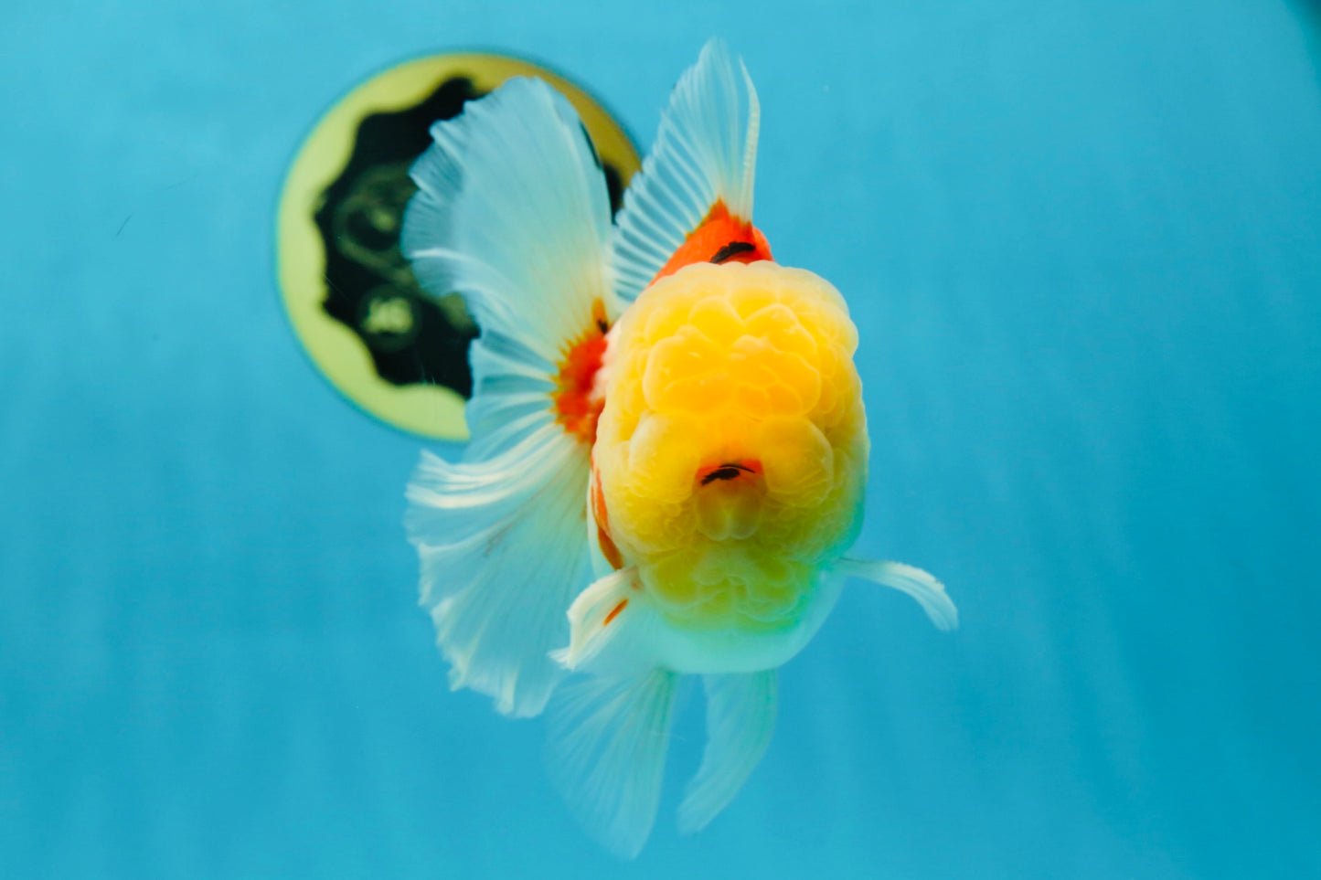 AAA Grade Sakura Oranda Male 4.5 inches #050925OR_52