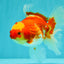 A Grade Red White Oranda Female 5.5 inches #071726OR_20
