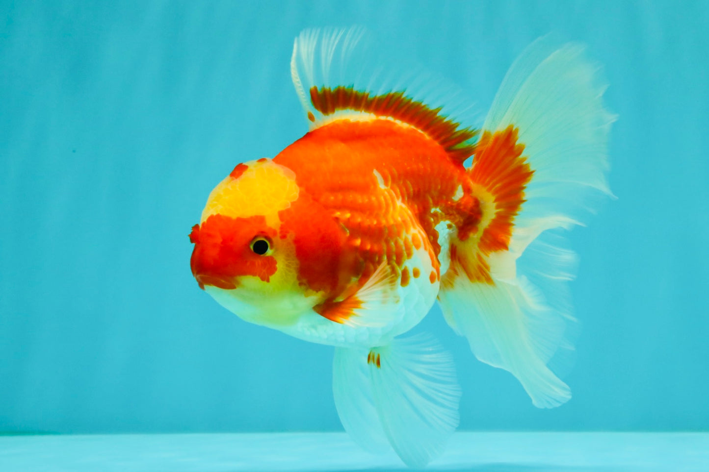 A Grade Red White Oranda Female 5.5 inches #071726OR_20