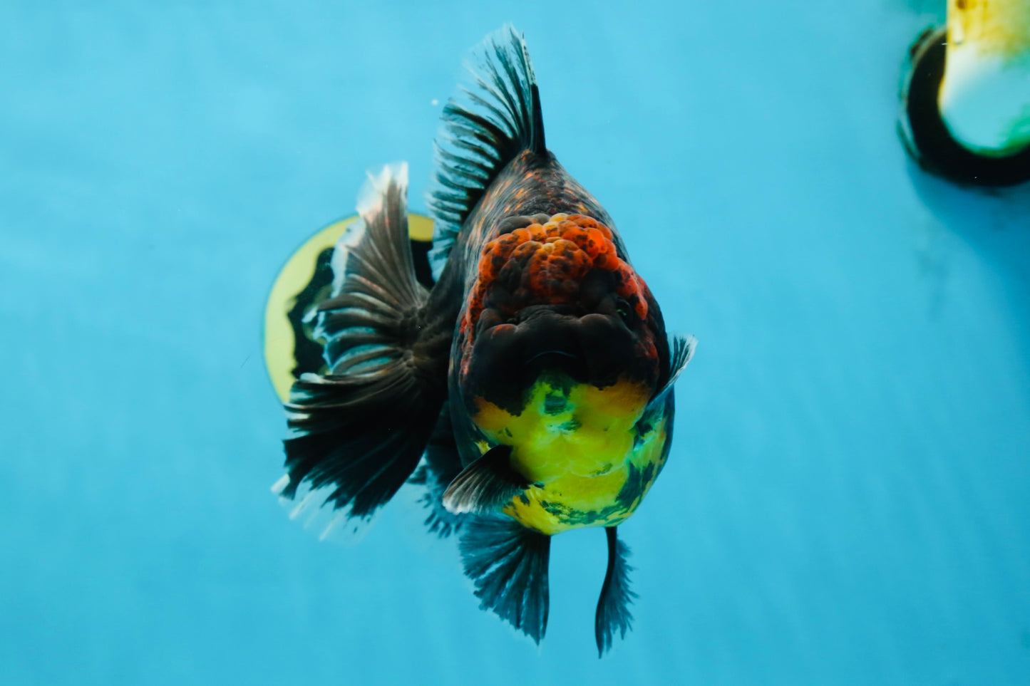 AAA Grade Dark Tiger Godzilla Oranda Female 6.5-7 inches #060625OR_13