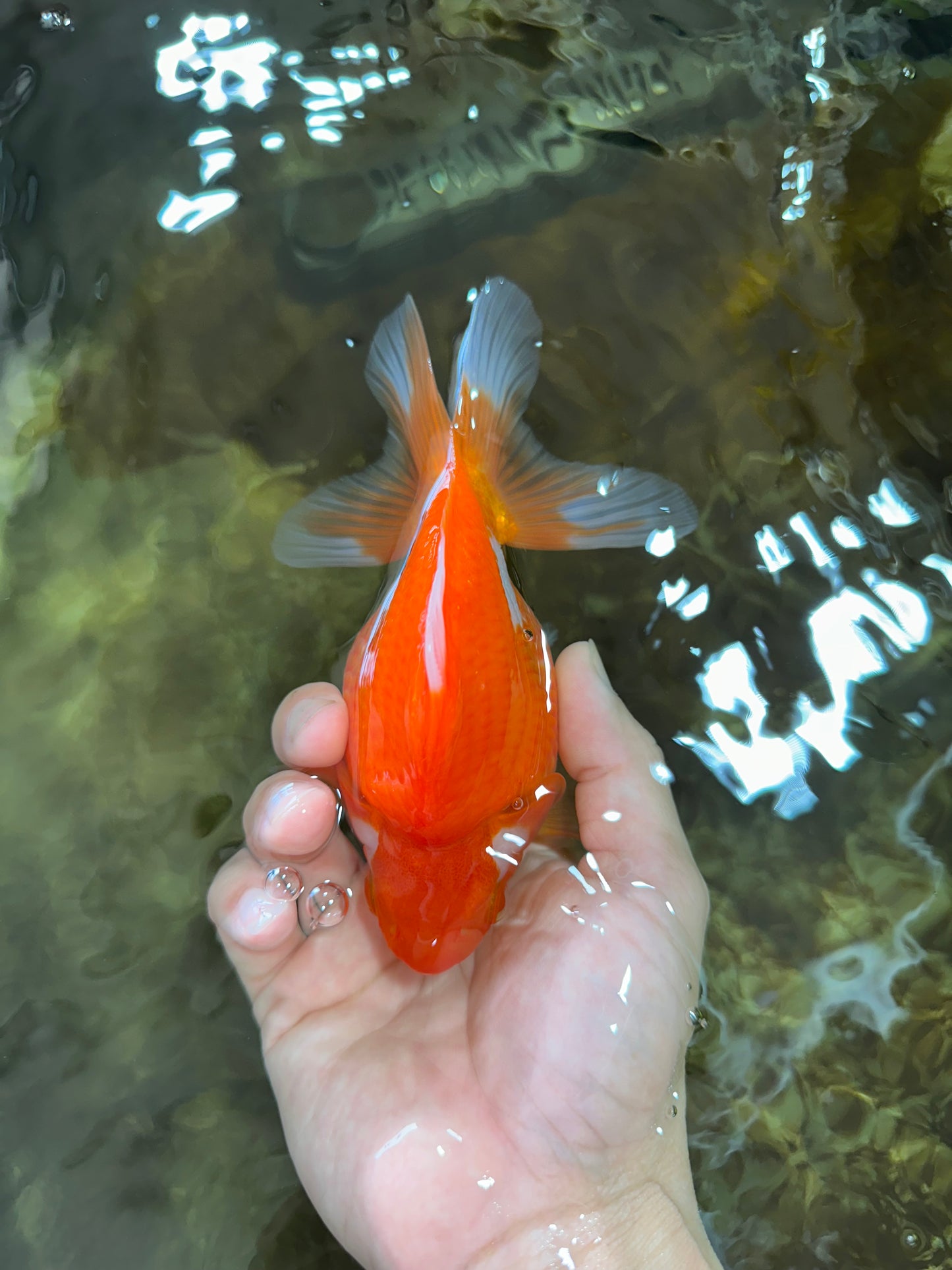 A Grade Ryukin Red White Female 5 inches #070425RK_04