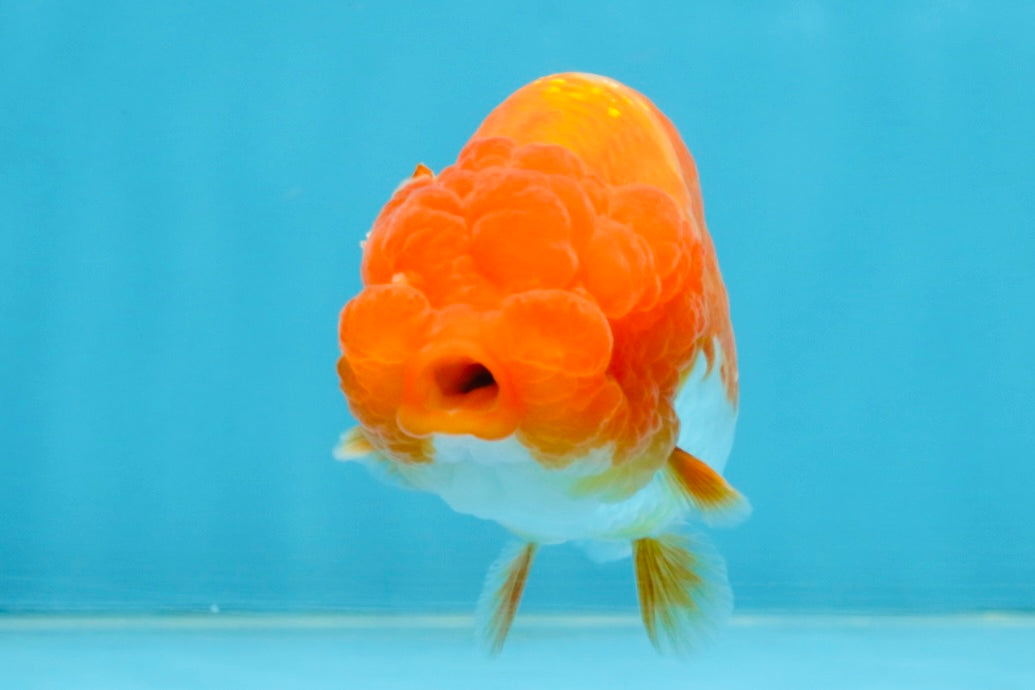 A Grade Red White LionQueen 4 inches #112125LC_14