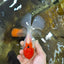 A Grade Red White Oranda Female 6 inches #071125OR_06