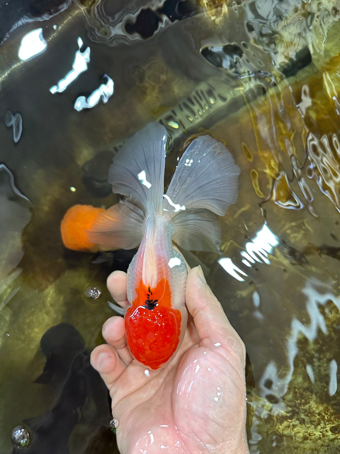 A Grade Red White Oranda Female 6 inches #071125OR_06