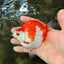 SPECIAL AAA Grade Red White Ryukin Female 4 inches #050126RK_02