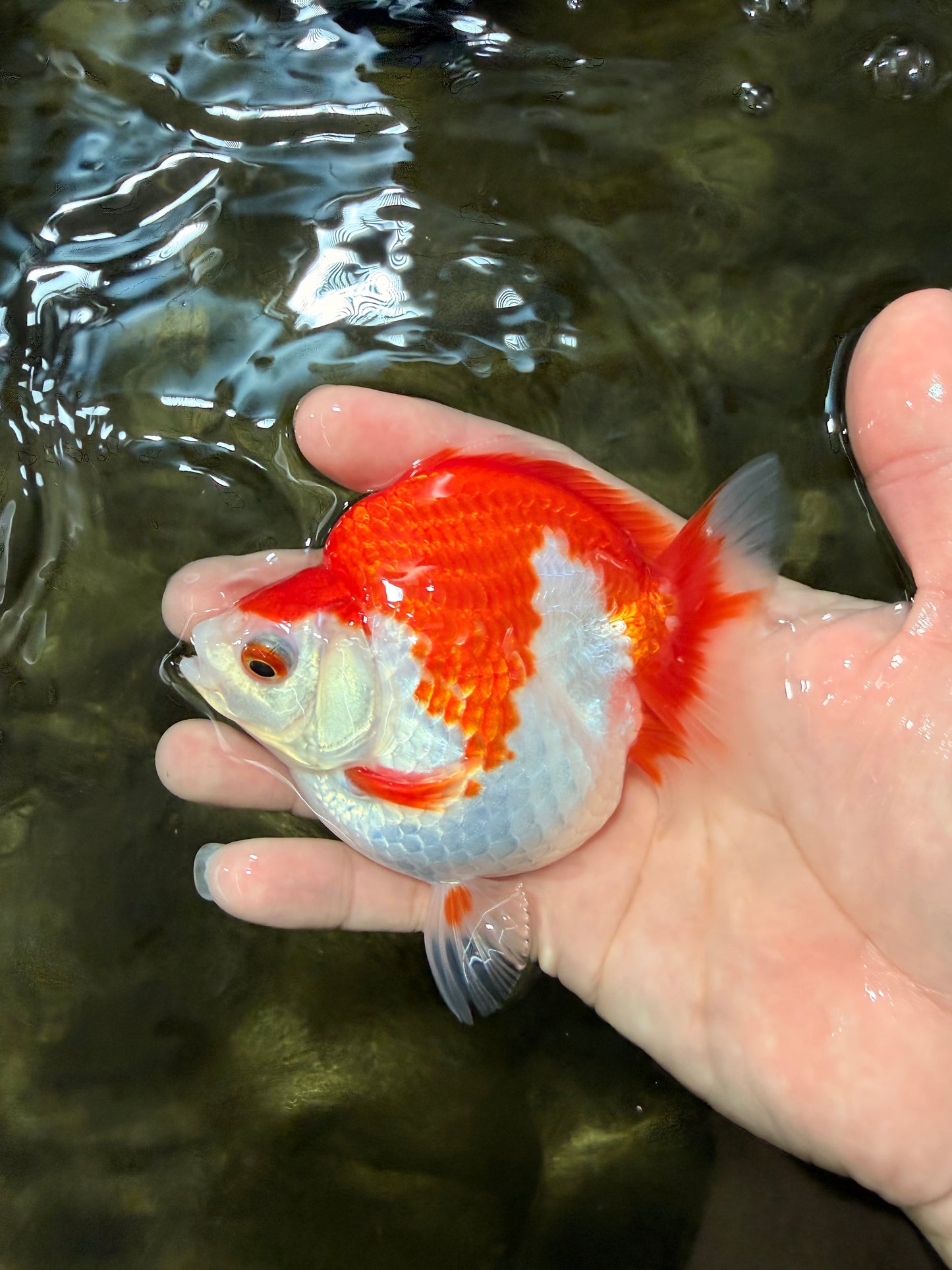 SPECIAL AAA Grade Red White Ryukin Female 4 inches #050126RK_02
