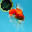 A Grade Sakura Oranda Female 5.5  inches #071125OR_09