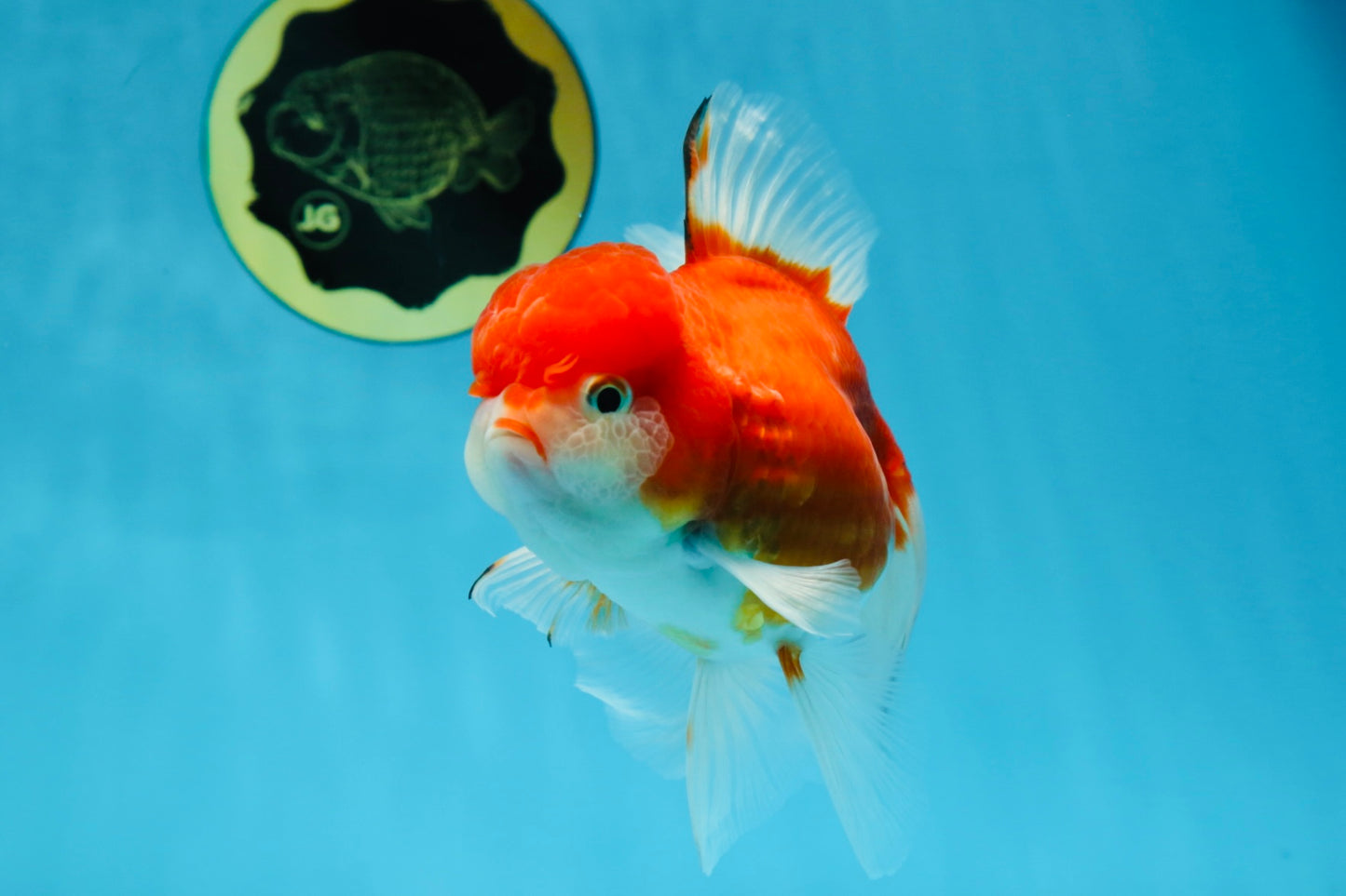 A Grade Sakura Oranda Female 5.5  inches #071125OR_09