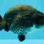 A Grade Blue Chinese Ranchu Female 5 inches #022726RC_22