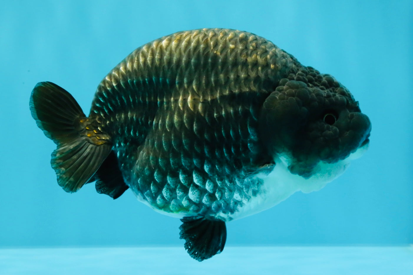 A Grade Blue Chinese Ranchu Female 5 inches #022726RC_22