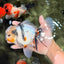 A Grade Marble Oranda Male 6.5 inches #072426OR_07