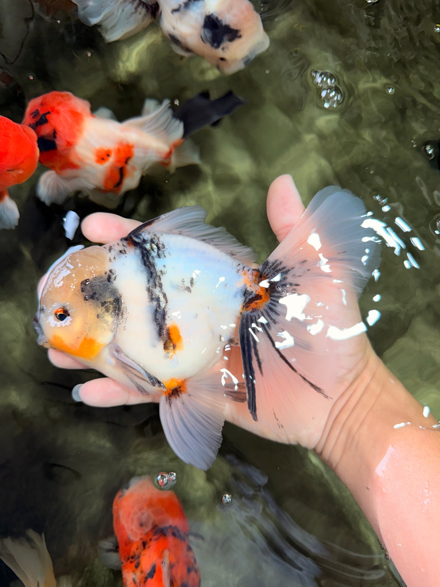 A Grade Marble Oranda Male 6.5 inches #072426OR_07