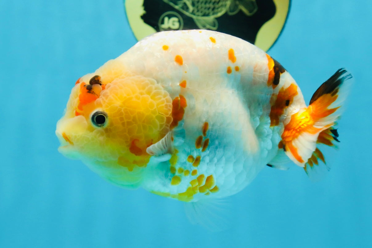 AAA Grade Tricolor Milk Cow Ranchu Female 5 inches #101025RC_15