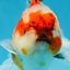 A Grade Chonky Sakura Oranda Female 5-5.5 inches #071125OR_11