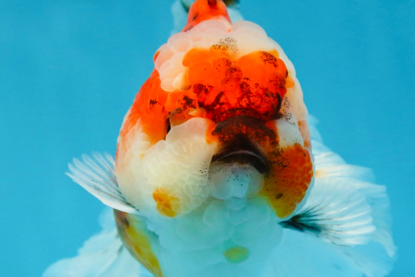 A Grade Chonky Sakura Oranda Female 5-5.5 inches #071125OR_11