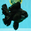 AAA Grade Super Godzilla Black Oranda Male 6.5-7 inches #061926OR_01