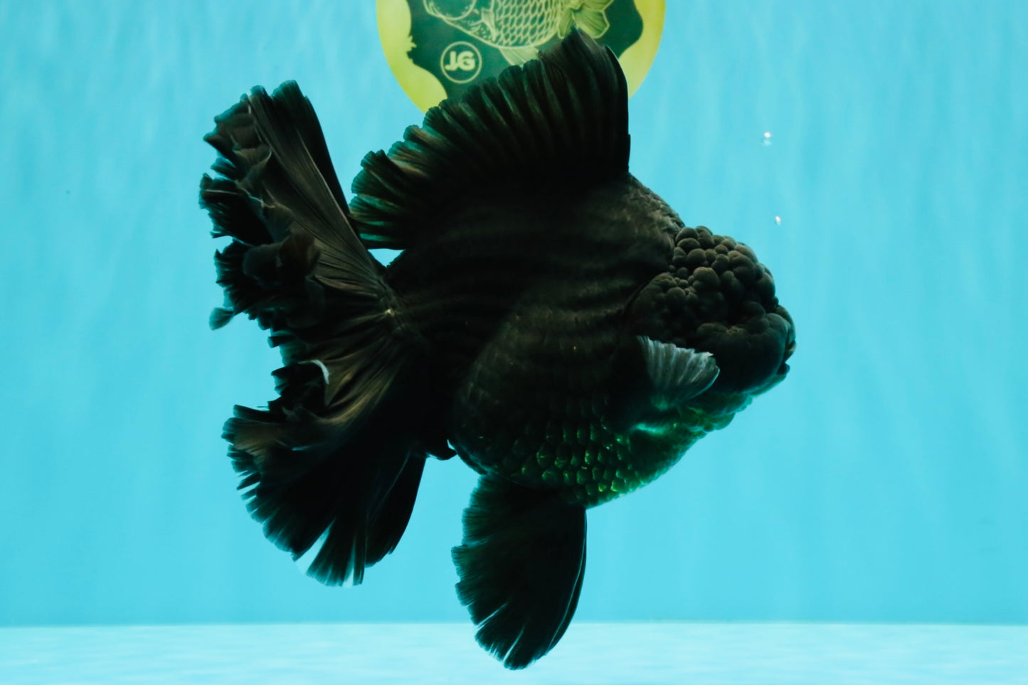 AAA Grade Super Godzilla Black Oranda Male 6.5-7 inches #061926OR_01
