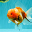 CHONKY A Grade Sakura Oranda Male 6 inches #070626OR_13