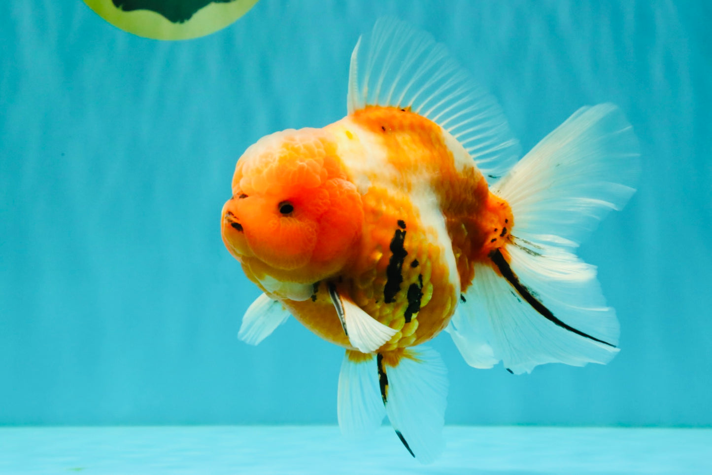 CHONKY A Grade Sakura Oranda Male 6 inches #070626OR_13